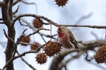 "Unusual Birds" to take flight at Kaler Science Lecture Series in March